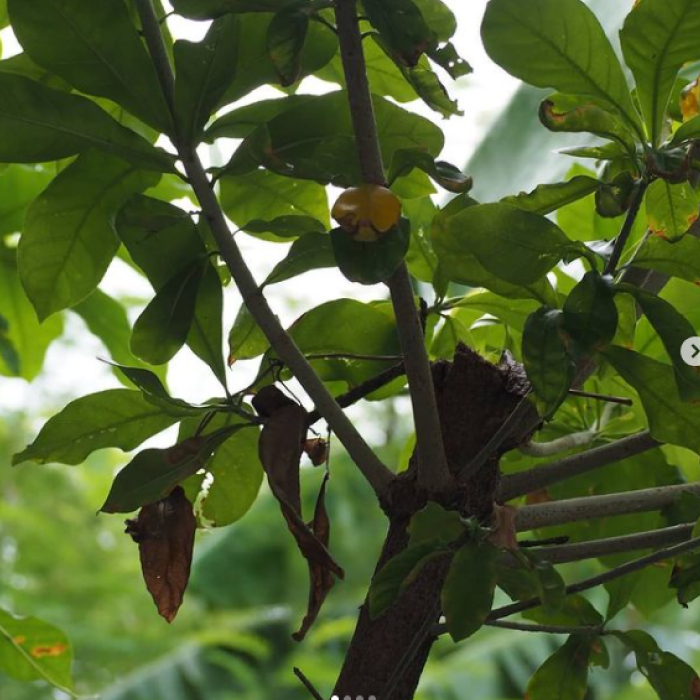 โรงเรียนภัทรเวชสยามแผนไทย (เชียงใหม่)